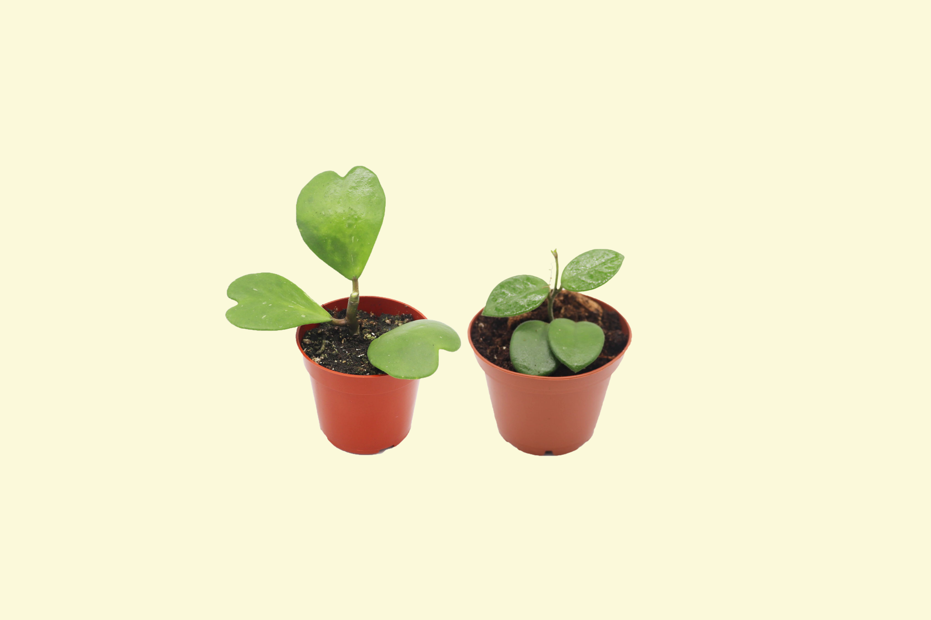 Wholesale houseplants from Tropical Ambiance