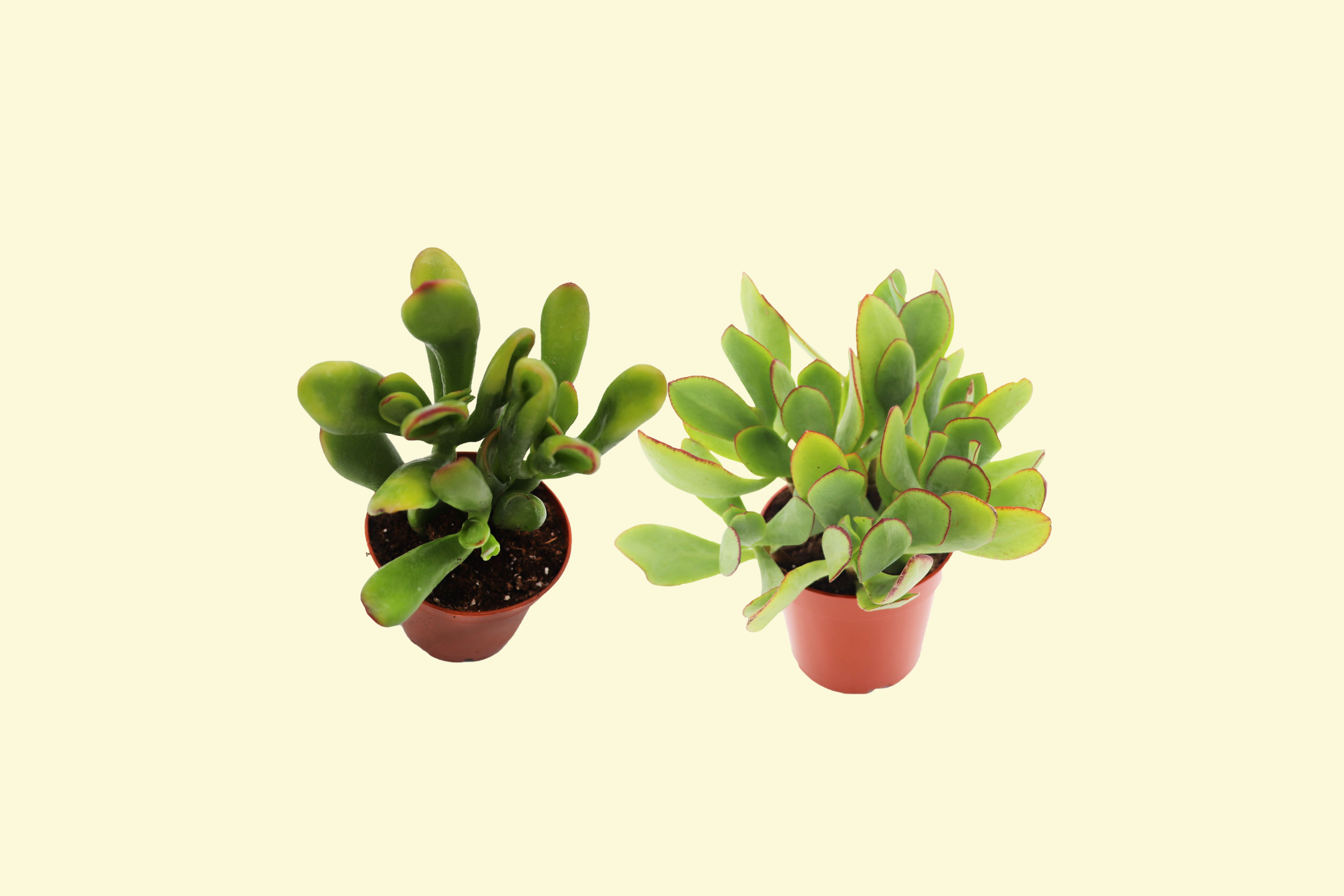 Wholesale succulents and cactus